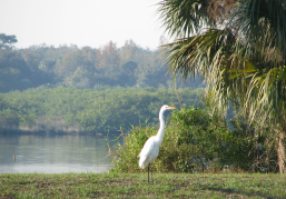 River Hills Wildlife